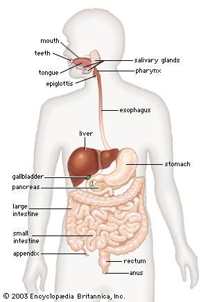 Two Types of Digestion: Mechanical Digestion food is physically broken down into smaller pieces Mouth