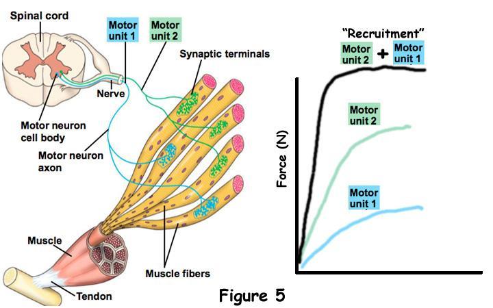 Motor Unit Recruitment (MUR) The central nervous system can increase the strength of muscle contraction by the following: Increasing the number of active motor units (ie, spatial recruitment)