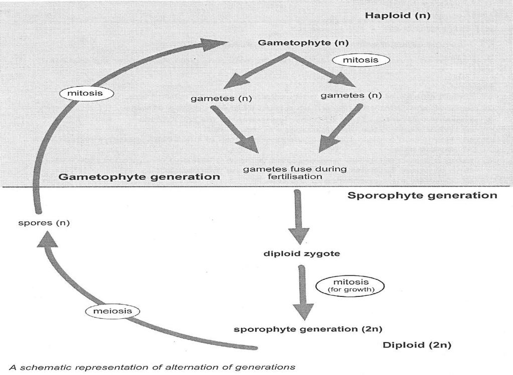 Comparison of Alternation of Generations in plants Moss Fern Flowering plants Gametophyte generation Dominant phase. Water is essential for fertilisation to occur.