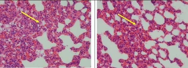 group IV, (7A) normal liver in group V showed a normal blood vessel (a), ( 7B ) liver vein in group