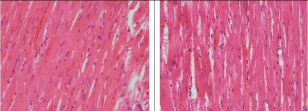 group V did not show fat in the vacuole, (7D) liver in group IV, showed fat in the vacuole.