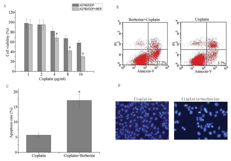 www.karger.com/cpb 960 Fig. 2. Berberine sensitizes ovarian cancer cells to cisplatin effects of berberine on cisplatin-induced cytotoxicity.