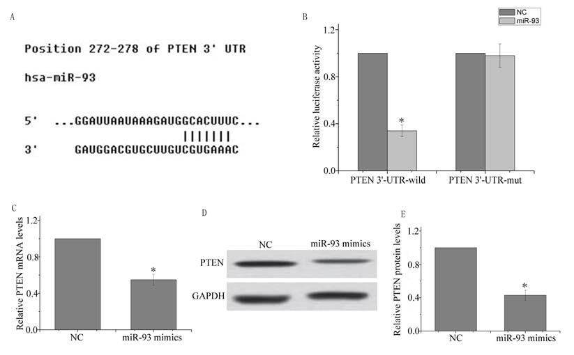 www.karger.com/cpb 962 Fig. 4. PTEN is a direct target of mir-93 in ovarian cancer cells. A TargetScan predicted that the 3 -UTR of PTEN mrna contained a complementary site for mir-93.
