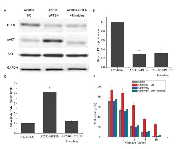 www.karger.com/cpb 963 Fig. 5. PTEN/AKT is a key pathway in cisplatin resistance in ovarian cancer cells. A, B PTEN sirna effectively reduced the PTEN protein level.