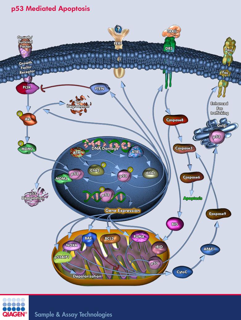 Apoptosis is a genetically controlled mechanism of cell death that is essential for the elimination of unwanted cells during normal development and for the maintenance of tissue homeostasis.