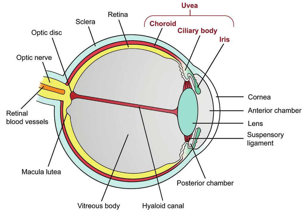 Diagram of the eye Why have I / has my child developed uveitis? Most children and young people who develop Uveitis have Juvenile Idiopathic Arthritis (JIA).