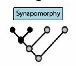 In cladistics, a synapomorphy or synapomorphic character state is a trait that is shared ("symmorphy") by two or more taxa and inferred to have been present in their most recent common ancestor,