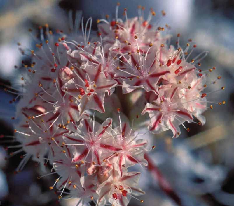 Perianth with either 5 or 6 parts (6 in Eriogonum) Stamens in