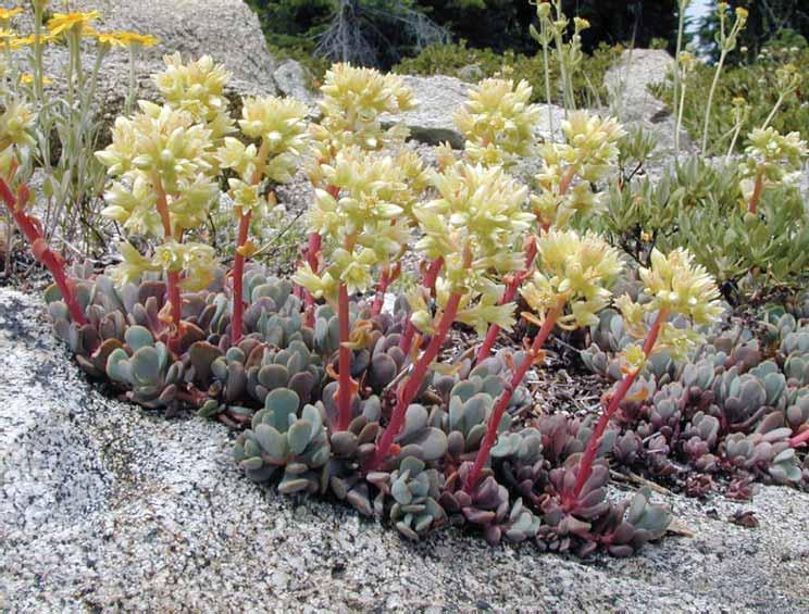 Succulent herbs to shrubs with