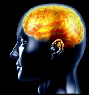 Neuroscience The Brain and Behavior Neuroscience: The Brain and
