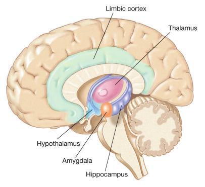b. The Brain c) The Limbic System: Hunger, sex, aggression, emotion, & memory Hippocampus Memory Amygdala Emotion iii. The Forebrain iii.