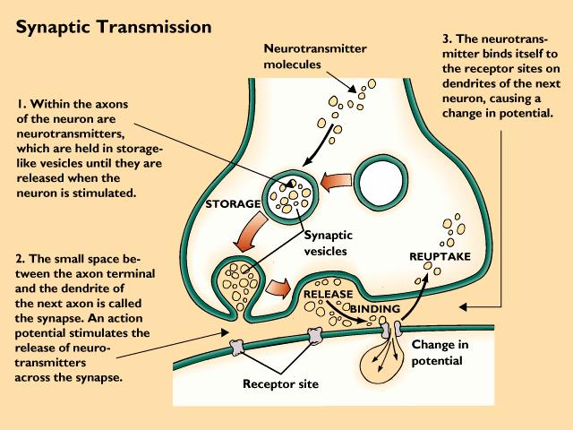 Neurotransmitters and Behavior Communication must cross the synapse between neurons