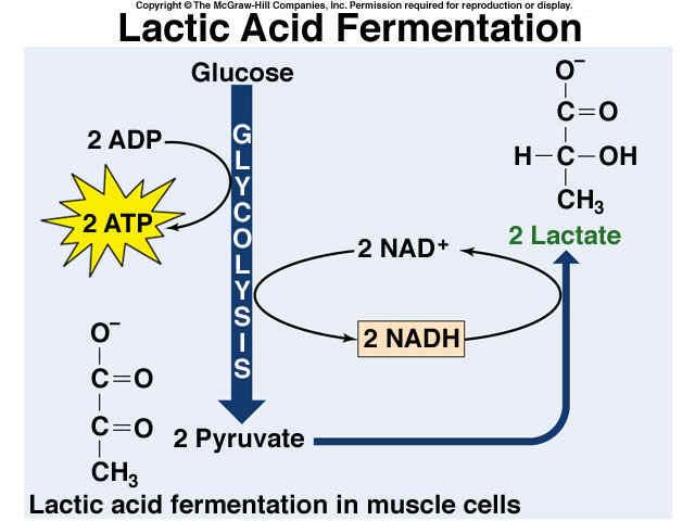Lactic Acid Fermentation In lactic acid fermentation, an enzyme converts