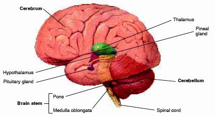 consists of the brain and spinal chord.