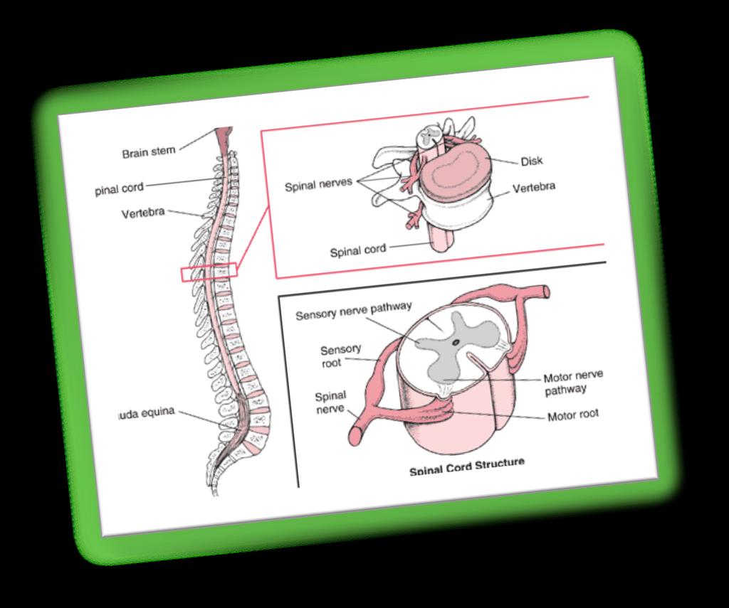 Spinal Cord!