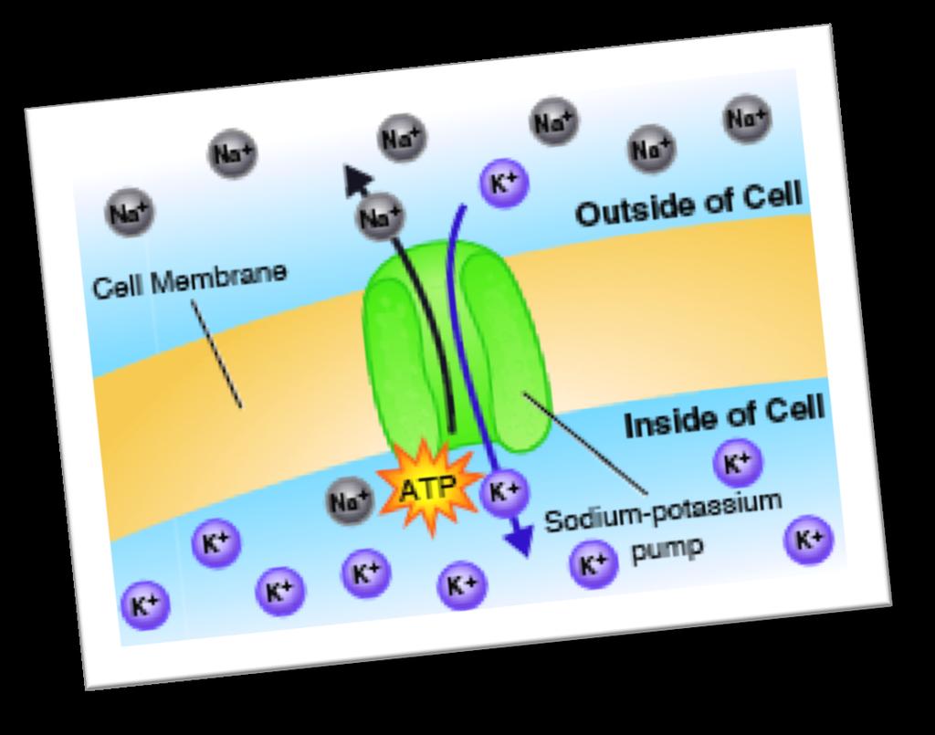 The Nerve Impulse! When a neuron is at rest, the inside of the cell has a net negative (-) charge and the outside has a net positive (+) charge.