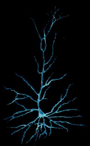 neurons are oriented parallel to each other and fire in synchrony,