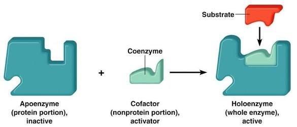 A coenzyme is an organic chemical required by many enzymes