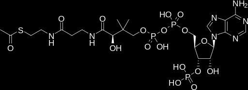 These acetyl groups, in turn, are attached to coenzyme A molecules, forming 2 molecules of acetyl-coa, a molecule that participates in many biochemical reactions in protein,