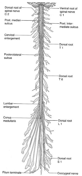 Spinal Cord H. Ruth Clemo, Ph.D. OBJECTIVES After studying the material of this lecture, the student should be familiar with: 1. Surface anatomy of the spinal cord. 2.