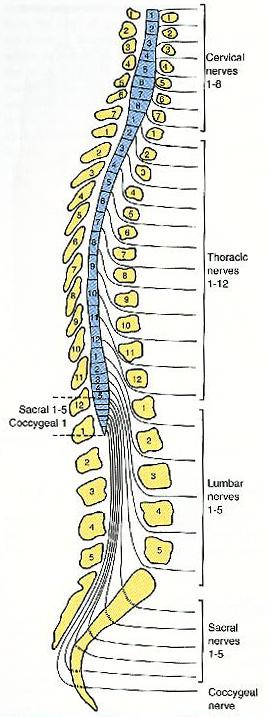 The spinal cord is continuous superiorly with the medulla oblongata of the brain and extends inferiorly to its tapering lower portion, the conus medullaris, where it ends at the L1/L2 vertebral level.