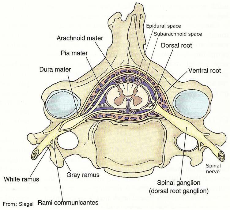 C. The spinal cord has 31 segments (8 cervical, 12 thoracic, 5 lumbar, 5 sacral, and 1 coccygeal), with the segments having named spinal nerves exiting the spinal column at each level through the