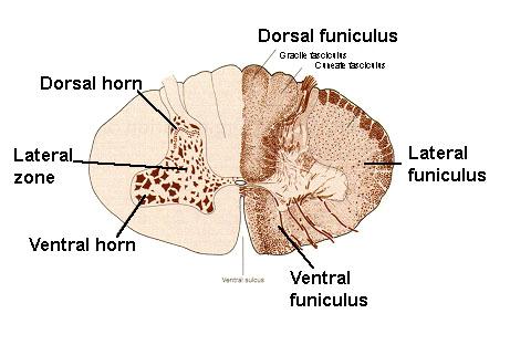 the gray matter, and supportive neuroglial cells. The gray matter is divided into dorsal (posterior), lateral and ventral (anterior) horns, and the intermediate zone.