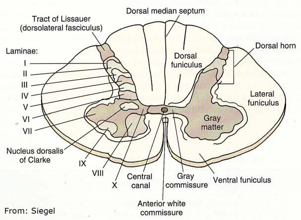 B. REXED S LAMINAE & CORRESPONDING NUCLEI The nuclei in the spinal cord gray matter occupy cytoarchitectural laminae.
