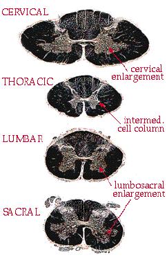 The dorsal root has a swelling, the dorsal root ganglion, which contains the unipolar neuron cell bodies of primary sensory afferent fibers.