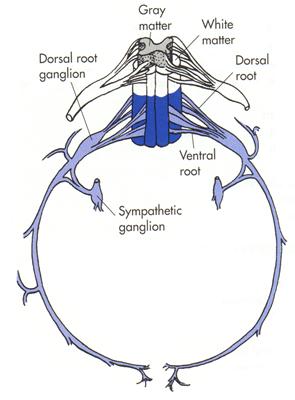 The ventral rami of several spinal nerves unite to form plexuses (e.g.