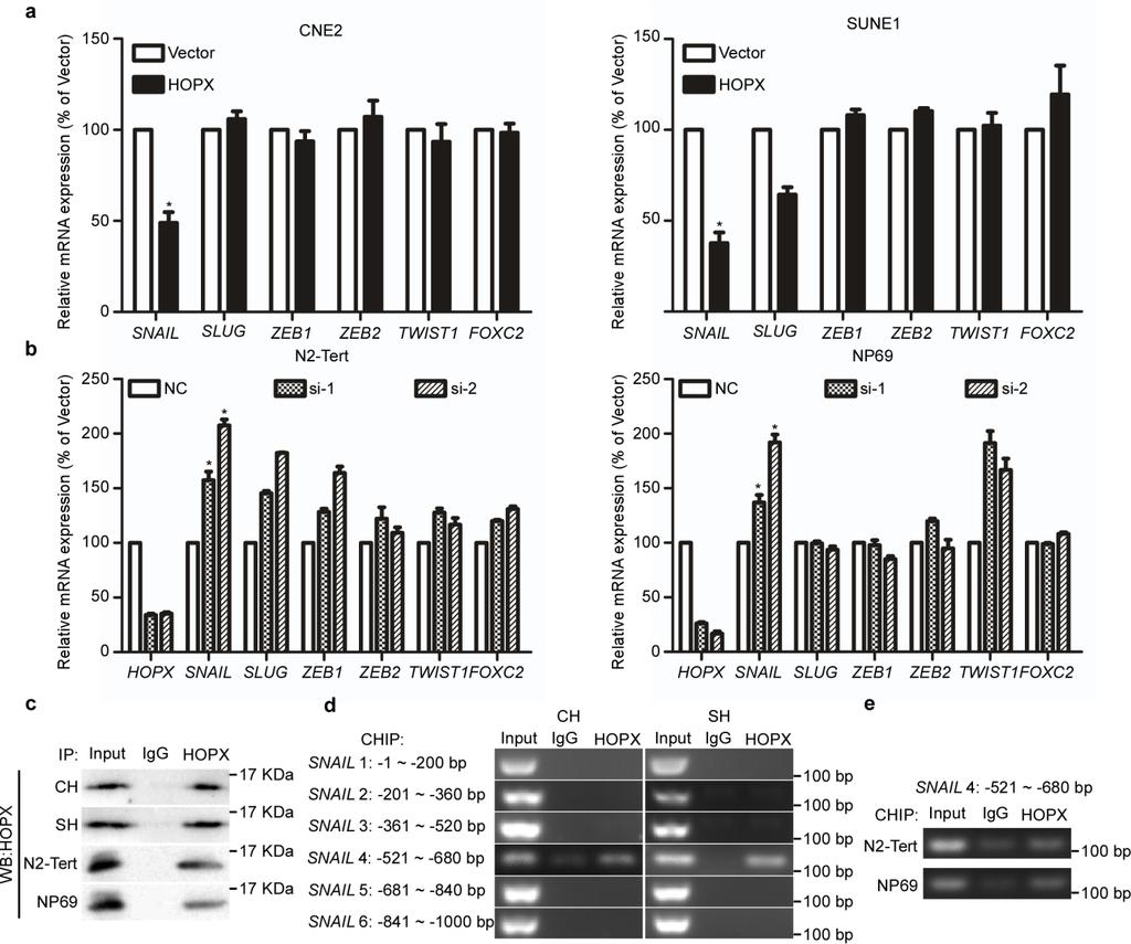 Supplementary Figure 7. HOPX suppresses SNAIL expression in NPC.