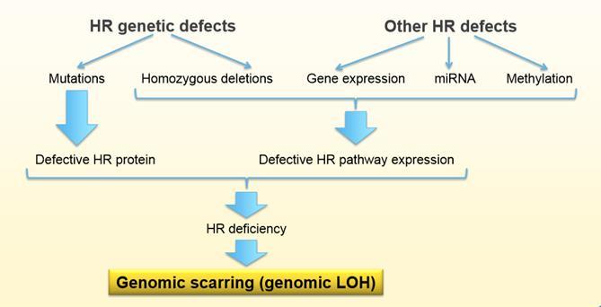 HRD Assays: ARIEL 2 Different mechanisms can lead to HRD with the final result of genomic