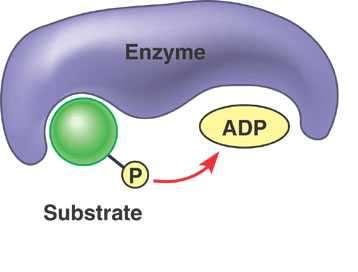Substrate Level Phosphorylation O ATP production during Glycolysis is slightly different than in the rest of the stages.