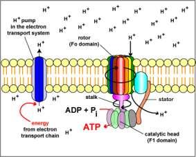 Clogged ATP Synthase O If hydrogen wasn t removed from the matrix by oxygen, it would clog ATP Synthase. O This would slow and eventually stop ATP Synthase from turning.