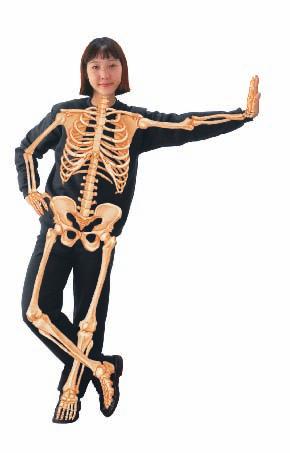 Shape and Support Your skeleton determines the shape of your body, much as a steel frame determines the shape of a building. The backbone, or vertebral column, is the center of the skeleton.
