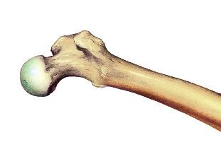 Bones Strong and Living Teach Key Concepts Characteristics of Bone Focus Ask: Which function of the skeletal system gives you a clue that bones are not dead or solid?