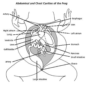 5. Look for the opening to the frog s cloaca, located between the hind legs. Use forceps to lift the skin and use scissors to cut along the center of the body from the cloaca to the lip.