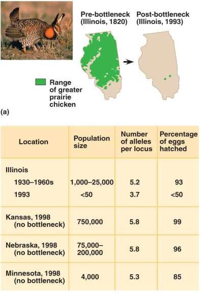 Bottleneck Example Additionally, less than 50% of the eggs laid actually hatched in 1993.