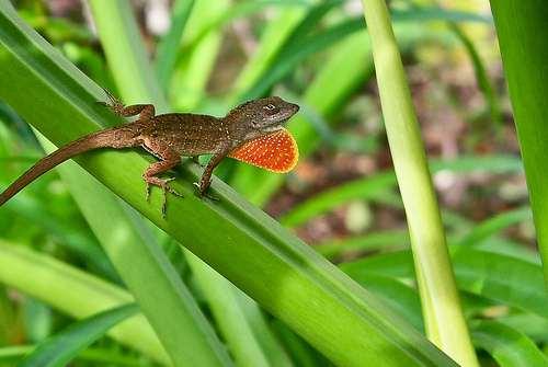 found new anole populations on seven small islands.