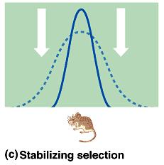 Stabilizing Selection Stabilizing selection removes extreme variants from the population and preserves