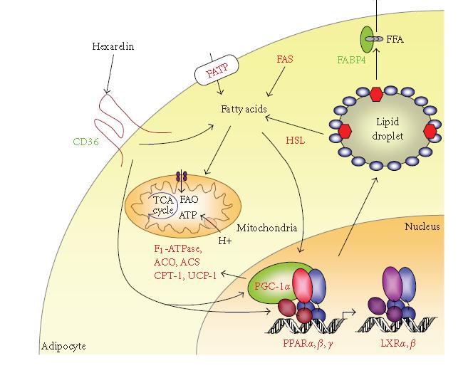 Hexarelin promote PPARγ activation to adipocytes and macrophages.