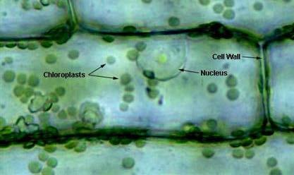 PLASMOLYSIS IN PLANT CELLS Plant cells are surrounded by a rigid cell wall composed primarily of the glucose polymer, cellulose.