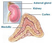 Adrenal Hormones: Response to Stress The adrenal glands are associated with the kidneys Each adrenal gland actually consists of two glands: the adrenal medulla (inner portion) and adrenal cortex