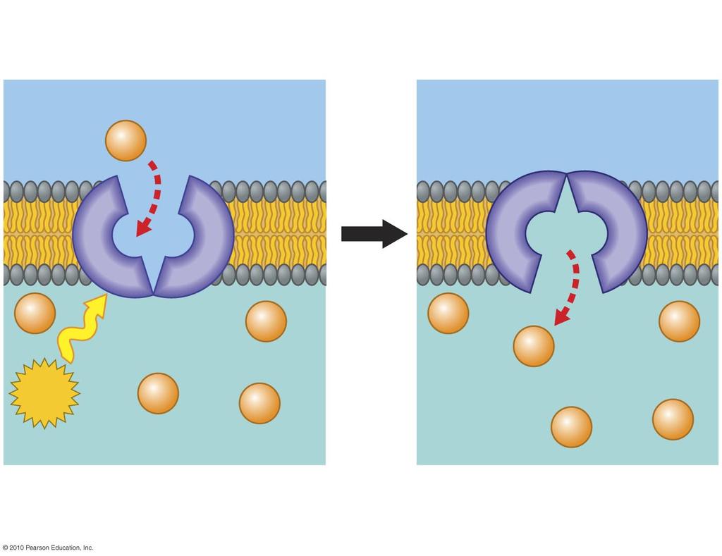 Active Transport requires energy (ATP) to move molecules across a membrane