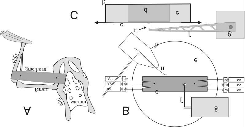 Experimental Apparatus for testing isolated muscle - nerve Neuron recording