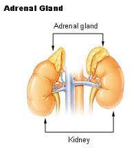 The Adrenal Glands Small endocrine glands that sit on top of the kidneys Chiefly responsible for releasing hormones in conjunction with stress, including cortisol involved in sugar regulation and