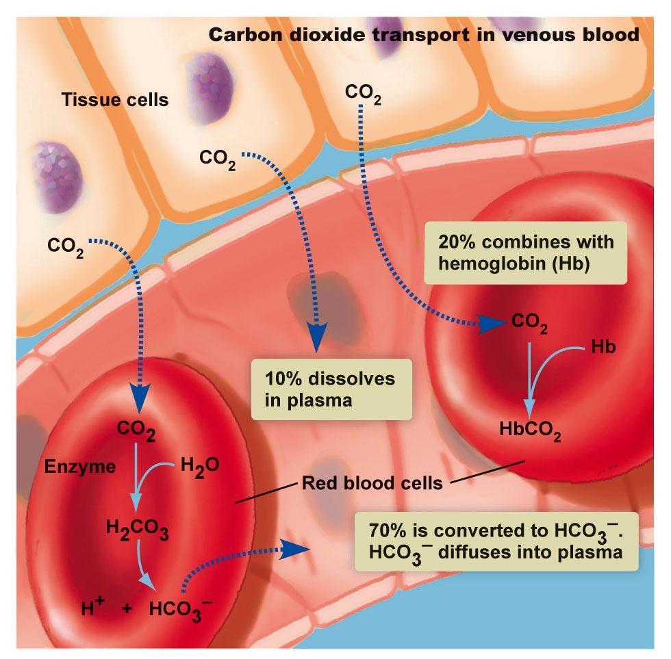 How O 2 and CO 2 are