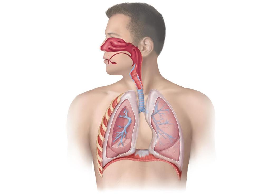 LOWER RESPIRATORY TRACT UPPER RESPIRATORY TRACT Human Respiratory System Nose Passageway for air Mouth Passageway for food and air Epiglottis Covers larynx during swallowing Pleural membranes Cover