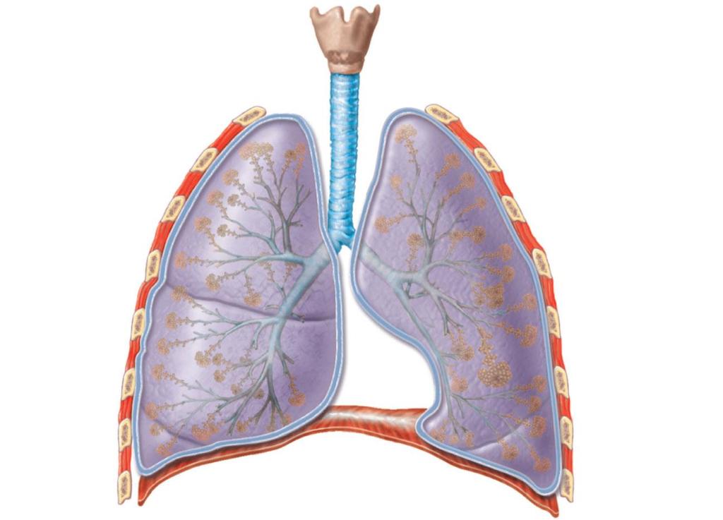 The Lower Respiratory Tract Larynx Trachea Right bronchus
