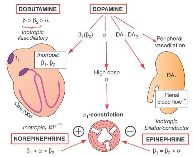 Inotropic drugs Intravenous inotropics Dobutamine, dopamine, milinone Has a role in the Tx of cardiogenic shock and in selected patients with ADHF Routine use of short-term